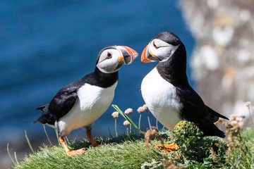 Puffin Pictures from Lunga Scotland