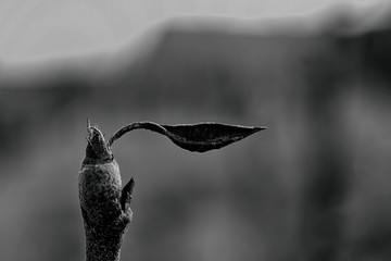 The last leaf