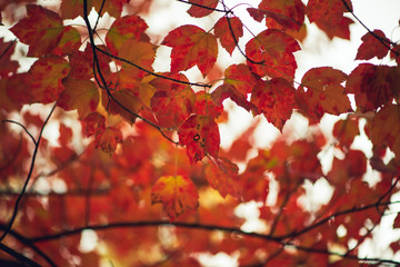Gorgeous vibrant orange maple leaves