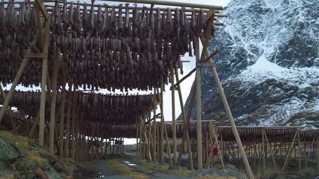 Stunning cinematic tracking shot of fish racks in Reine, Lofoten, Norway