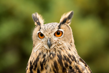 owl in the forest