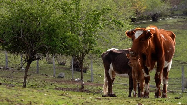 Beautiful landscape with a cow and two calves in the pasture. Trapa Trapa region Alto Biobio Chile. Flat plane
