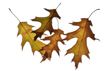 five oak leaves isolated on white