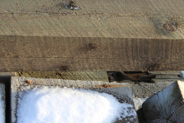 frozen lumber in winter