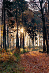 forest in the Taunus region in morning with foliage in autumn