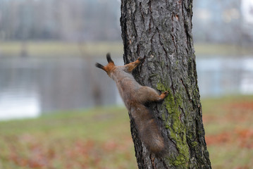 Red squirrel in autumn park