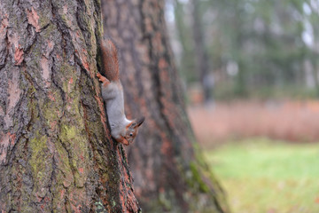 Red squirrel in autumn park