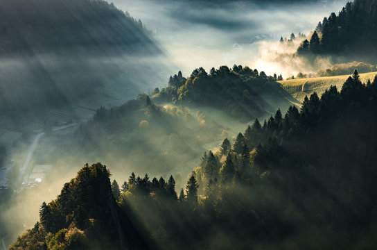 Fototapeta Misty forest and mountain valley landscape, autumn fog, Poland and Slovakia