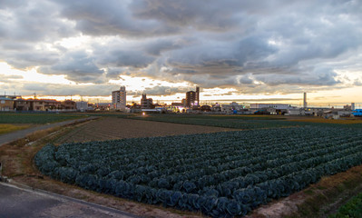 Obraz premium Rows of leafy greens on small farm in Japanese town at sunset