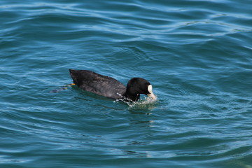 Lac d'Annecy - Haute Savoie - France