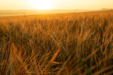 Fototapeta premium Rye close-up in a field at sunrise