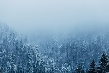 coniferous trees covered with snow and fog on top of the mountai