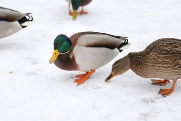 Many ducks on snow near lake or river spending winter and searching for food