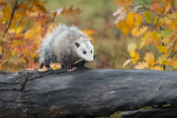 Naklejka premium Opossum (Didelphimorphia) Walks Right Across Autumn Log