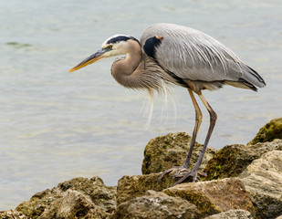 Heron