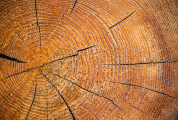 Old weathered tree trunk background
