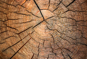 Fototapeta premium Old weathered tree trunk background