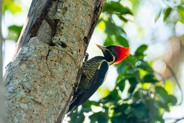 CARPINTERO