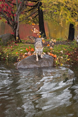 Coyote (Canis latrans) Poised to Jump Off Rock