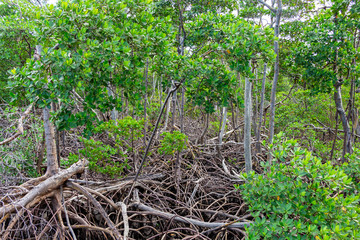 Forest of red mangroves (Rhizophora mangle) with elaborate root systems - Anne Kolb / West Lake Park, Hollywood, Florida, USA