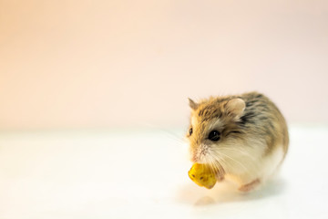 Roborovski hamster eating food with solid background.