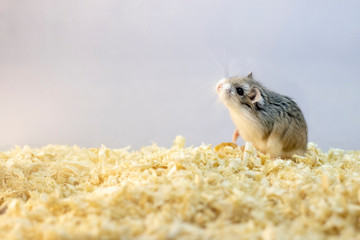 Roborovski hamster in wood shavings or flakes with solid gray background.