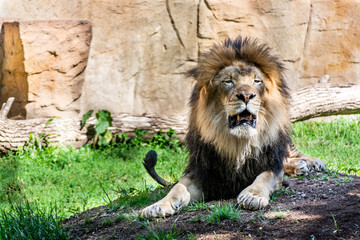 Fototapeta na wymiar Lion keeping watch