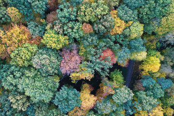 Bunter Wald von oben, mit kleinem Weg, Luftaufnahme