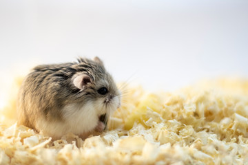 Roborovski hamster in wood shavings or flakes with solid gray background.