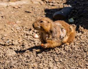 prairie dog