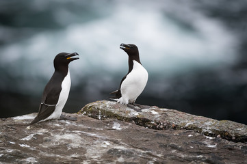 Razorbills 
