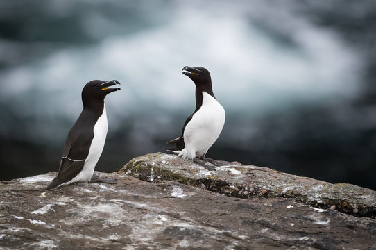 Razorbills 
