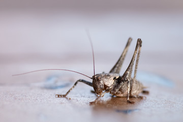Saltamontes 