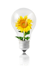 Green energy concept with a sunflower growing inside a bulb isolated on white color
