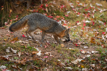 Obraz premium Grey Fox (Urocyon cinereoargenteus) Walks Right Licking Nose