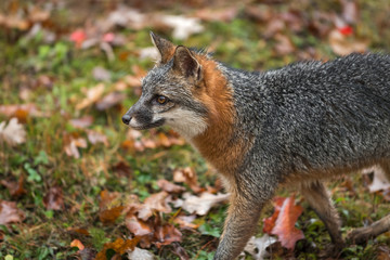 Grey Fox (Urocyon cinereoargenteus) Stands Looking Left in Autumn