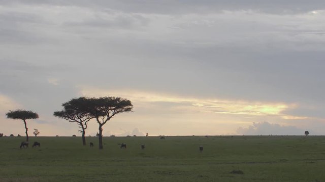 A wide shot of a herd of blue wildebeest eating grass while a couple of them walk off screen