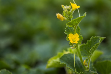 Flowers of Citrullus lanatus, watermelon growing in the garden. Future fruits. Green leaves on the stalk of a watermelon.