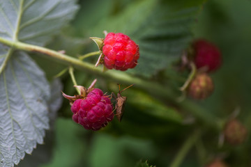 Ripe and unripe raspberry berries on bush. Fruit bushes. Industrial cultivation of raspberries. Vegetarian food.