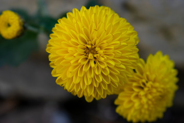 Yellow Flower.
