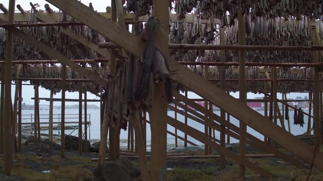 Cinematic side on tracking shot of stockfish racks in Reine, Norway