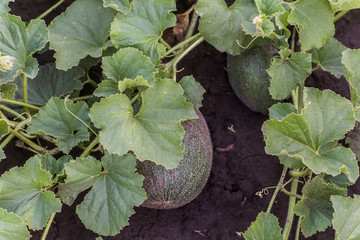Big green ripe Citrullus lanatus, watermelon growing in the garden. Future fruits. Green leaves on the stalk of awatermelon.