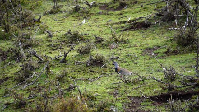 Cute southern lapwing or Vanellus chilensis walking in the field in the Trapa Trapa region. Alto Biobio Chile. Queltegue bird. Flat plane