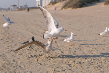 Birds seagulls eat bread on the sandy dune beach.