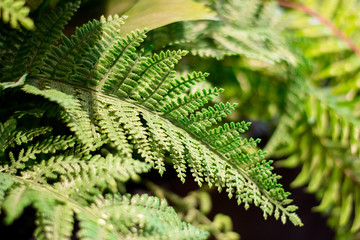Closeup green plastic leaves in shopping center