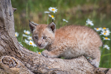 Siberian Lynx Kitten Perched on a Log and Surrounded by Daisies © Evelyn