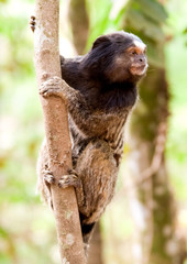 monkey Sagui