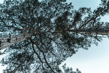 tree in the sky