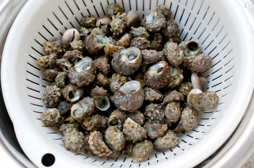 チンボーラー（カンギクガイ）