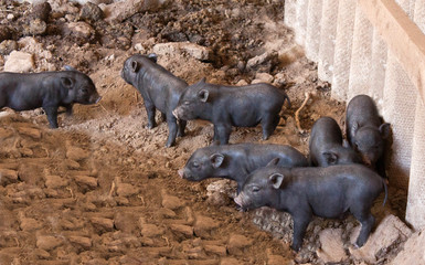 black small pigs in farm